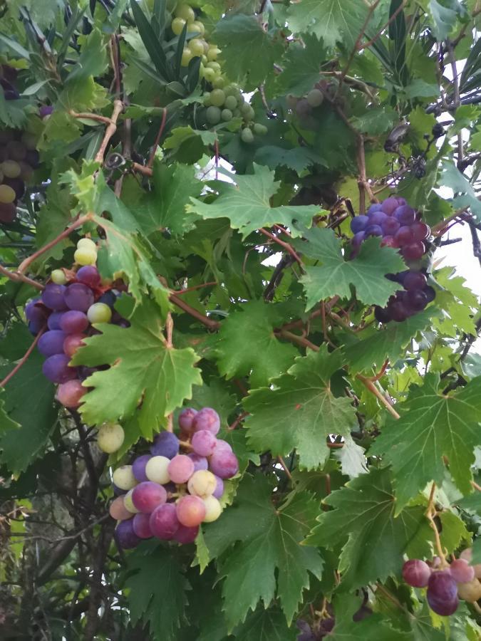 Green Vila Sozopoli Zewnętrze zdjęcie