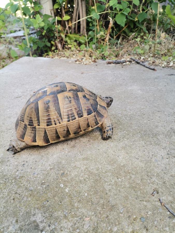 Green Vila Sozopoli Zewnętrze zdjęcie